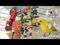 ジャイアン君臨！オカメインコ × コガネメキシコインコ｜鳥の地味な戦い cockatiel vs sun conure 1219