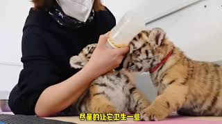 虎 虎 虎 喂奶 小奶虎吃奶的样子｜「虎妈特摄 TIGER MOM」