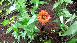 Colorful flowers at Konkan India