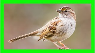 White Throated Sparrow Bird Song, Call, Sound, - Gorrión Gorgiblanco Canto - Zonotrichia Albicollis