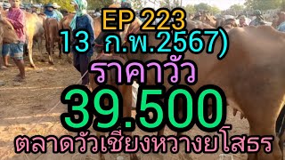 EP 223(13 ก.พ.2567)ตลาดวัวเชียงหวางยโสธร#ราคาวัววันนี้ #วินวาว่านชาแนล