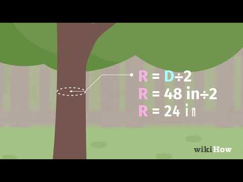 How can you tell the age of a maple tree?