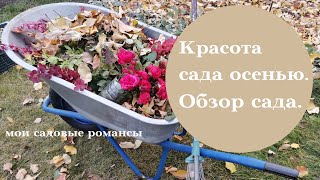 Обзор осеннего сада в октябре. Осенние работы в саду. Мои садовые романсы.