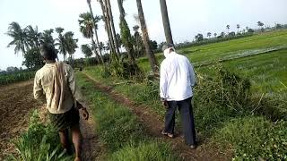 paddy fields in tumuluru village