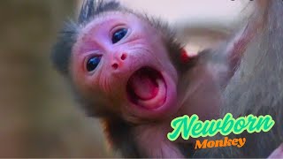 Rare Footage Clips: Newborn Monkey Jinx Gives Birth to Her Baby Today | #monkey #primate #animals