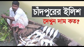 Ilish fish in chandpur area bangladesh