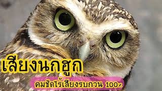 เสียงนกฮูก นกฮูกร้อง นกเค้า นกเค้าแมว2019) เสียงชัด100%