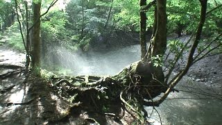 大分県　黒岳原生林と男池 [HD] [地図あり]