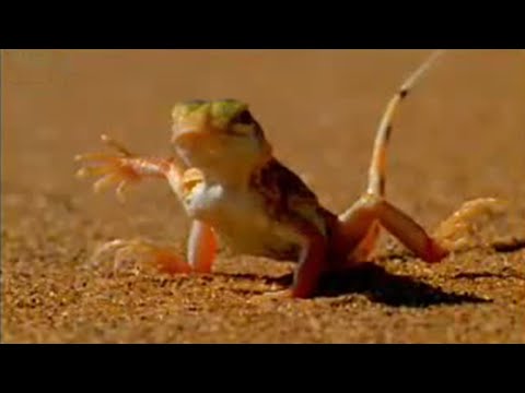 What is the fastest lizard in the desert?