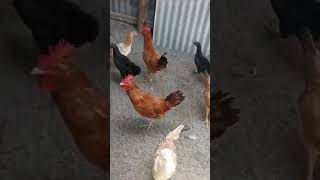 Alhamdulillah panen telur perdana ayam Elba 🤩 #breeding #ayam #indonesia #viralvideo