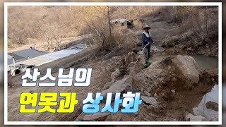 산스님의 연못과 상사화 / 연못 친구들을 위한 조경가꾸기 / 왕모산 힐링 영상