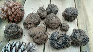 Trüf Mantarı -Siyah trüf-Perigord Truffle (Tuber melanosporum)Trüf Mantarı | Saklı Orman TRÜF AVI🍄