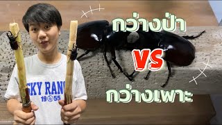 ท้าพิสูจน์ ระหว่างกว่างป่ากับกว่างเพาะ เหล่าไหนเก่งกว่ากัน