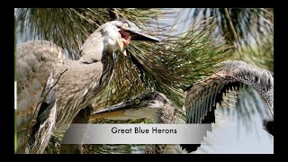 *GREAT BLUE HERONS \