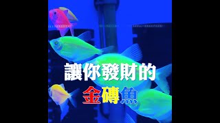 讓你發財的金磚魚 #金磚魚 #彩群魚 #綠金磚 #風水魚 #螢光魚 #黑裙魚 #玻璃魚 #染色魚 #體色不會退色 #基因改良