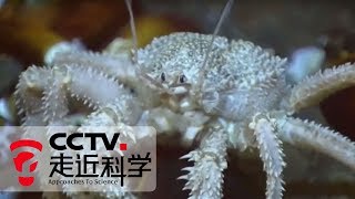 《走近科学》 来自海底的生物（上）：揭开海底极端环境生物的生存秘诀 20190226 | CCTV走近科学官方频道