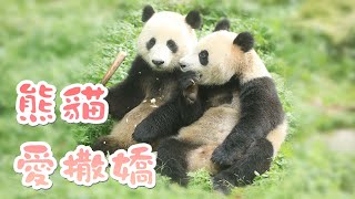 《熊貓Top榜》216期 小糰糰的撒嬌名場面 | iPanda熊貓頻道