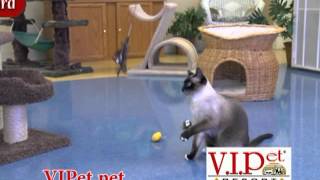 V.I.Pet Resort Kissimmee  (Pet Boarding)