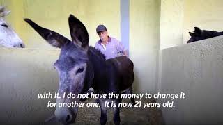 Famous Moroccan donkeys have free shelter in Fez
