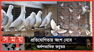 যেভাবে প্রশিক্ষিত হচ্ছে কবুতর | Munshiganj News | Pigeon Race | Pigeon Training | National News