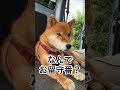 明日？…それ以上は聞きたくない！ お留守番 予感 柴犬 柴犬のいる暮らし 柴犬の日常 力丸