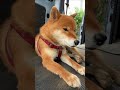 明日？…それ以上は聞きたくない！ お留守番 予感 柴犬 柴犬のいる暮らし 柴犬の日常 力丸