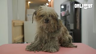 주인님 2년 동안 난 이렇게 변해버렸습니다ㅣRagged Dog Worried His Owner Won’t Be Able to Recognize Him