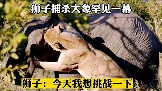 狮子捕猎大象罕见映像，大象直接怒了猛顶狮子，狮子溃败而逃