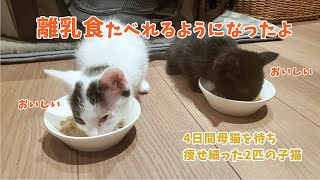 【4日間母猫を待った子猫達】離乳食が食べれる様になりました