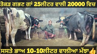 ਤੋਕੜ ਗਭਣ ਗਾਂ ਅਤੇ 10ਲੀਟਰ ਵਾਲੀਆ 2 ਮੱਝਾ।Buffalo for sale/singh dairy farm/10-1-25