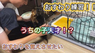 おすわり練習！！　おすわりを覚えさせたい！　数回練習で成功？うちの子天才！！　ここあ　ヨープー　ヨーキー×プードル　ミックス犬