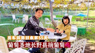 房车环游日本第55天，在日本葡萄王国长野县摘信州葡萄🍇