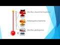 GCMP 2022 Unit 2.1 : Introduction to bacteriology (Ulangkaji)