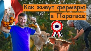 Парагвай: миниферма на 5 гектаров. Авокадо скармливают чушкам.