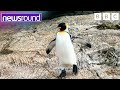 How a King penguins waddle helps create mobility aids | Newsround