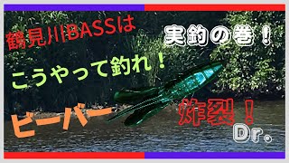 【実釣の巻！ビーバー炸裂】鶴見川BASSはこうやって釣れ！