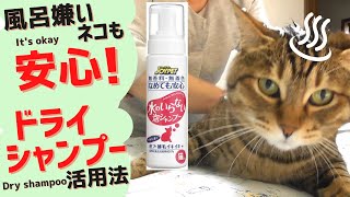 【超簡単】風呂嫌いなネコに、ドライシャンプーを試してみた　Tried dry shampoo on a cat that hates baths.　#ドライシャンプー #風呂嫌い  #ネコ #入浴