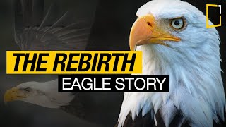 The Rebirth of the Eagle Inspiring Story | Change for Survival