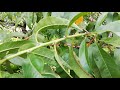 Tiempo de Preparación para la Defoliación!!