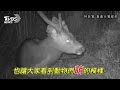 監測野生動物 巡山員巧遇黑熊溪邊覓食｜tvbs新聞 @tvbsnews01