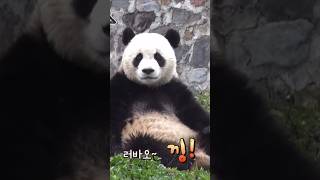 러바오~ 낑🐼