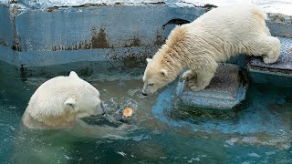 ホッキョクグマ親子に氷柱プレゼント　天王寺動物園