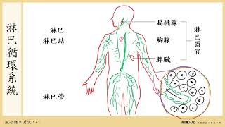 108選生三 2-1 循環系統_4血液與循環