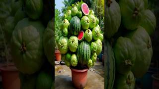 New techniques to harvest guavas and watermelons on a single tree #shorts #farming #satisfying