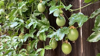 为什么百香果人工授粉后结果率还是不高 How to improve fruit rate of passionfruit