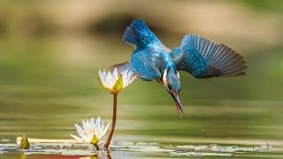 Kingfisher: Amazing Facts And How Do They Hover in Mid Air