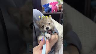 昔は好きだった歯磨きも、今では歯磨きガムしか受けつけない犬🐕豆柴×スピッツ #豆柴 #スピッツ #子犬 #嫌い