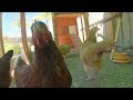 👀 Como Meter Una GALLINA Nueva en el Gallinero y Que no la Piquen? (Curso de Gallinas) #11