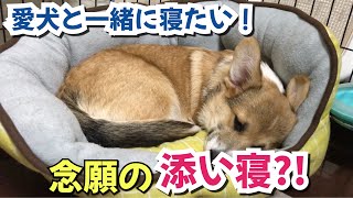 愛犬と添い寝したい！その願いをついに叶える日が！！