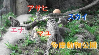 11.08 多摩動物公園 ユキヒョウ の スカイ エナ アサヒ と マユ